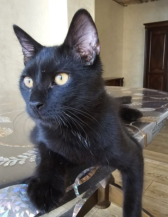 Спасеныш. Котик. Около года. Кастрирован