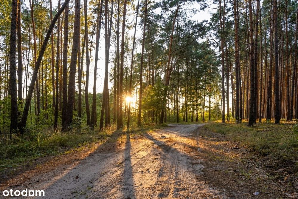 Widok na las, 5 min od miasta - Widok 3