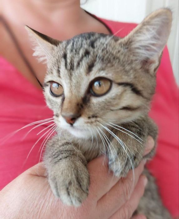 Тигровый котенок мальчик