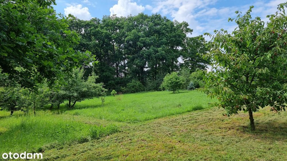 Działka budowlana 3179 m² Wilczków, niedaleko Wrocławia przy lesie - Widok 5