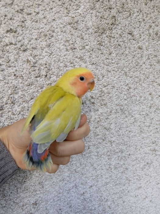 Agapornis Domesticados