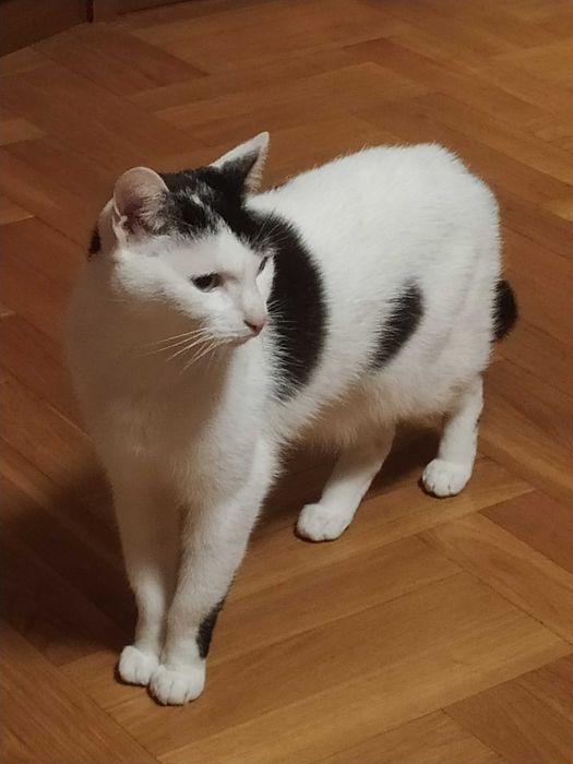 Kotka biało-czarna, Sosnowiec lub Kraków