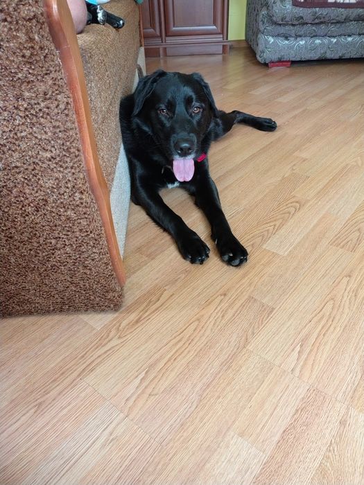 Отдадим в хорошие руки