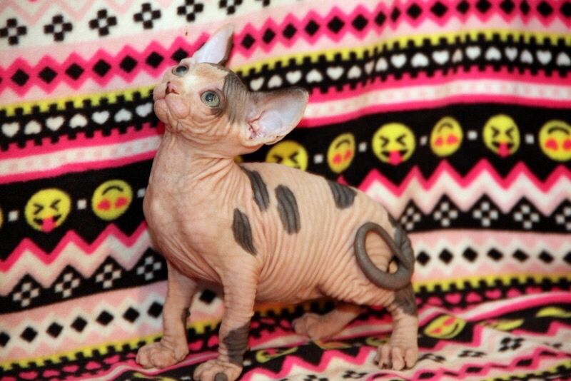 Лялькові кошенята