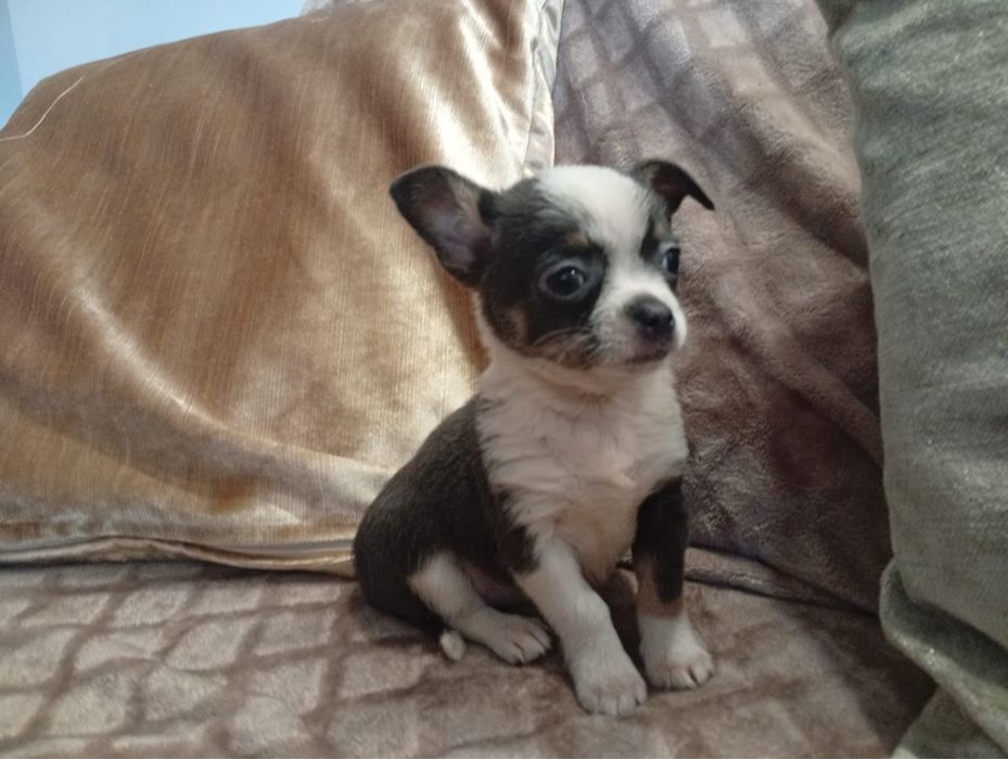 Maravilhoso chihuahua