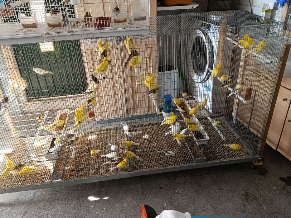Cedem se canários de várias raças
