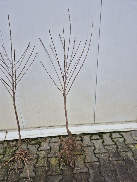 Wiśnia Łutówka Nefris