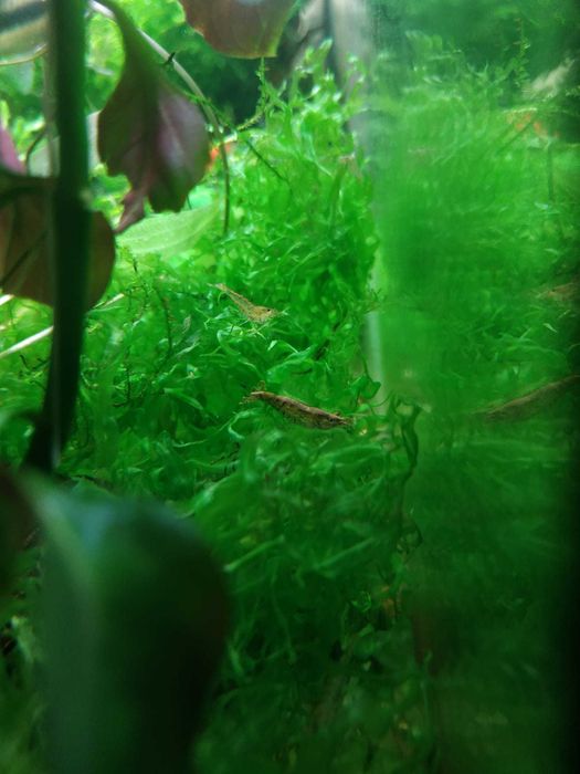 Krewetki stadko 15szt