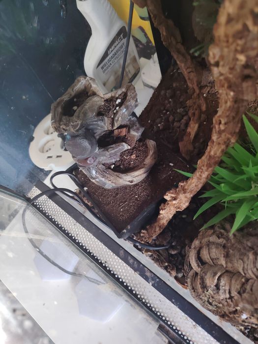 Terarium dla gekona ożeśowego