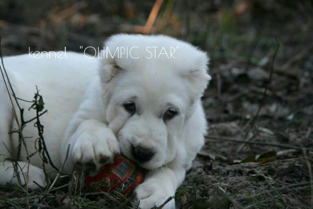 Щенки среднеазиатской овчарки, сао ,питомник алабаев