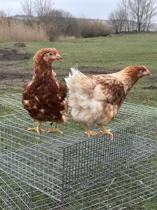 Красивая курочка на яйцо