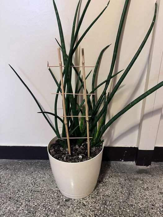 Sprzedam sansewierię wraz z doniczką