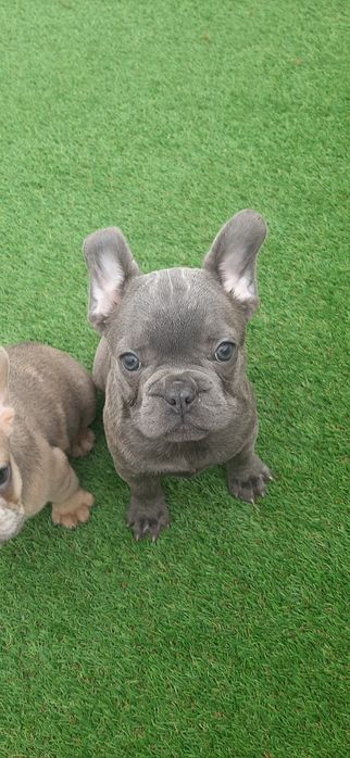 Bulldog  francês blue