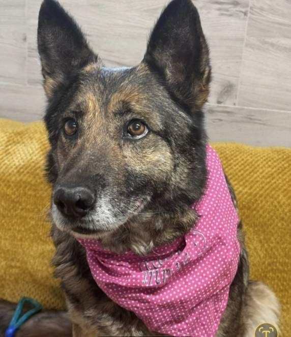 Suczka okolo 9 lat