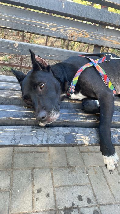 Стаффорд питбуль соочно ищет дом