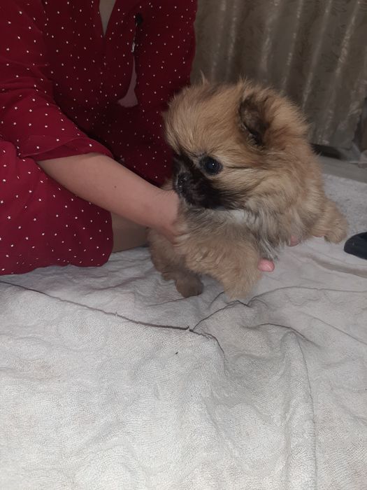 Продам щенка пекинеса