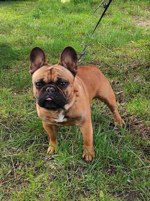 Французький бульдог в'язка