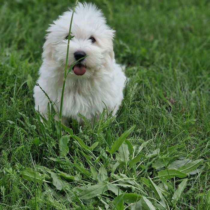 Coton de Tulear piękna suczka szczenię