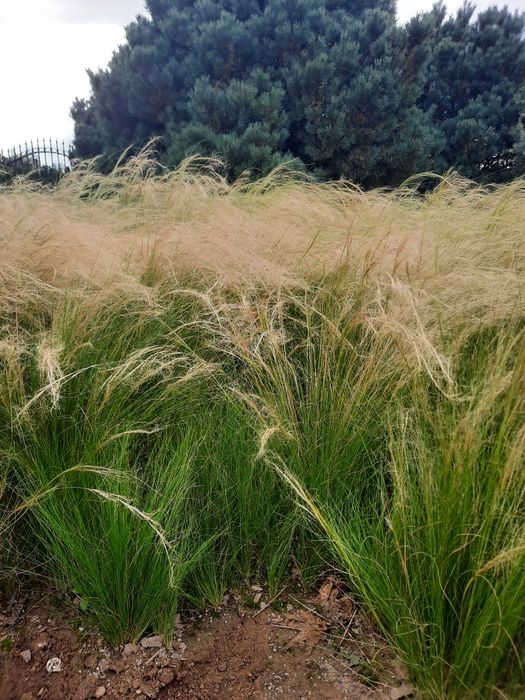 Ostnica cieniutka (Stipa tenuissima, syn. Nassella tenuissima) 'Pony Tails', nazywana potocznie trawą „koński ogon”.
12 sadzonek z ziemi