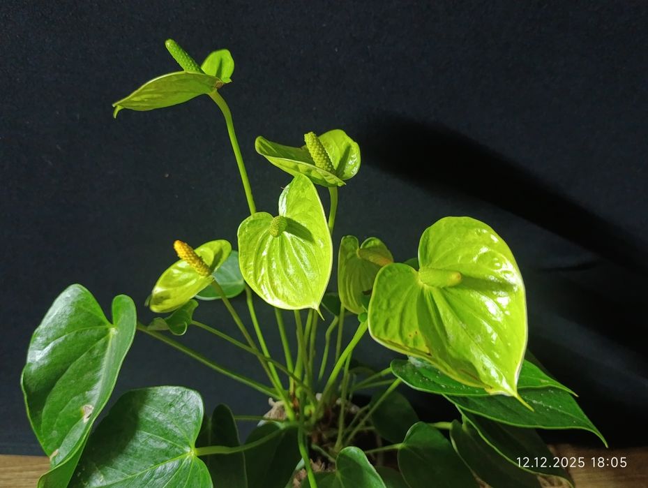 Антуріум ,, Vanilla,,