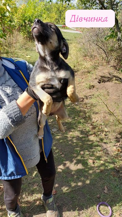 Цуценята шукають дім