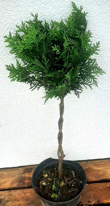 Tuja Danica na pniu w kształcie drzewka 30- 50 cm.