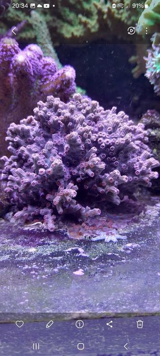 Cyphastrea Decadia Pink