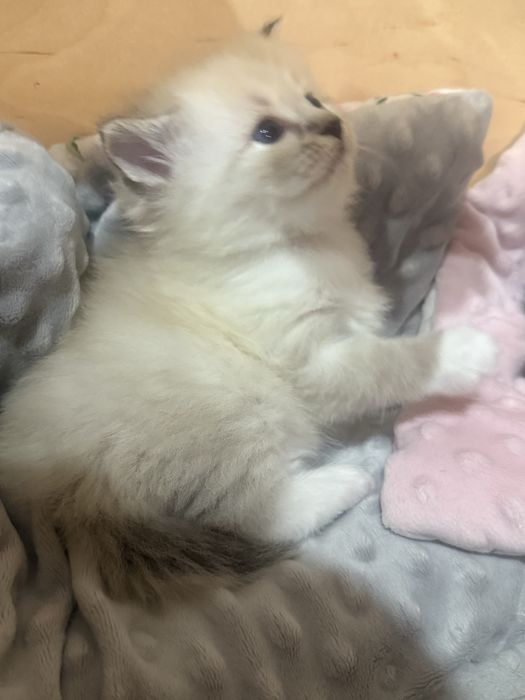 Kocurek syberyjski, neva masquarade po utytułowanych rodzicach