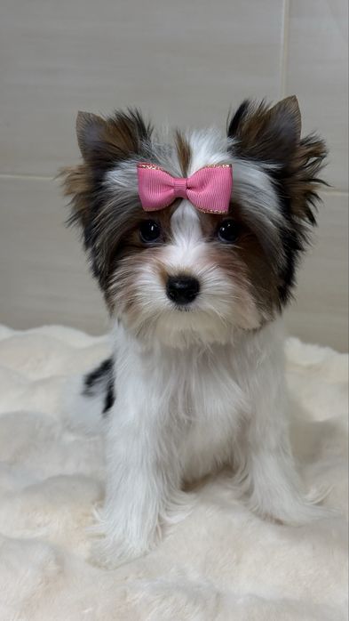 Дуже красива дівчинка бівер з документами КСУ