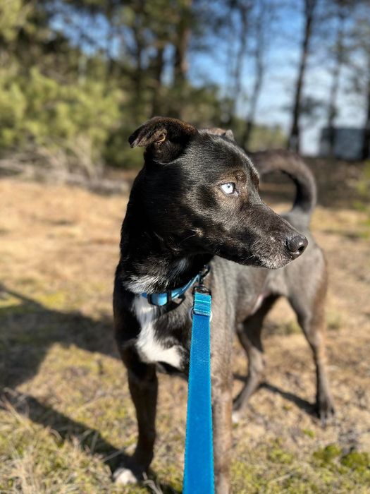 Wyjątkowi bracia polecają się do adopcji!