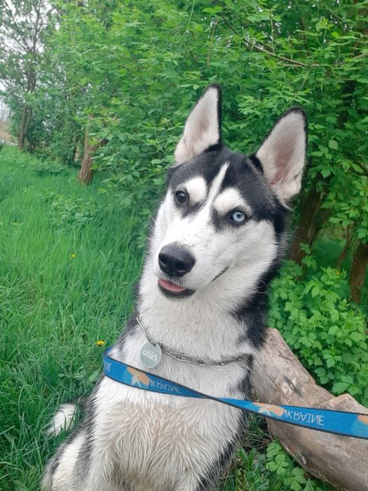 Отдам хаски бесплатно 2 года девочка