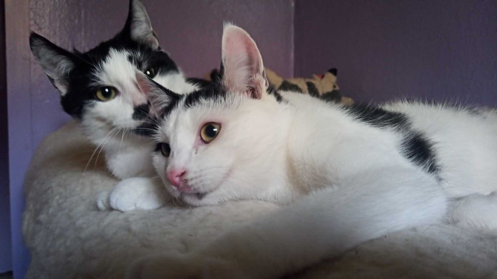 Adi i Hidi szukają wspaniałego domu