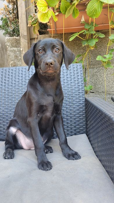 Labrador preta femea