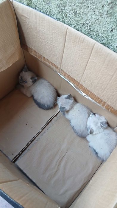 Gatinhos para adoção