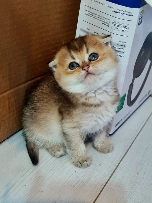 Красуня шотландочка золотої шиншили