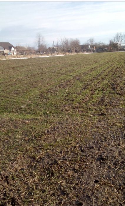 Продам земельну ділянку село Вербівка