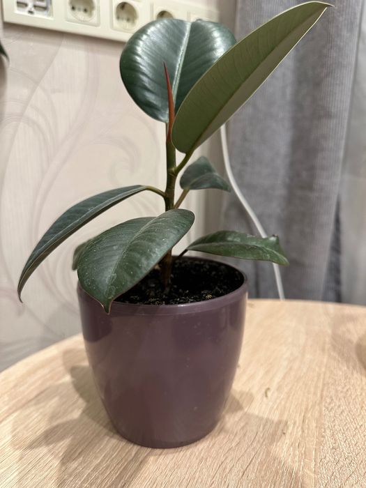 Продам Фікус в горщику