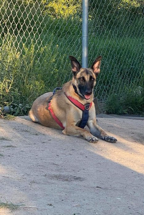 Ell w typie belga do adopcji!