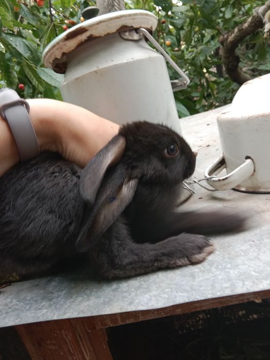 Кроли разные НЕ декоративные