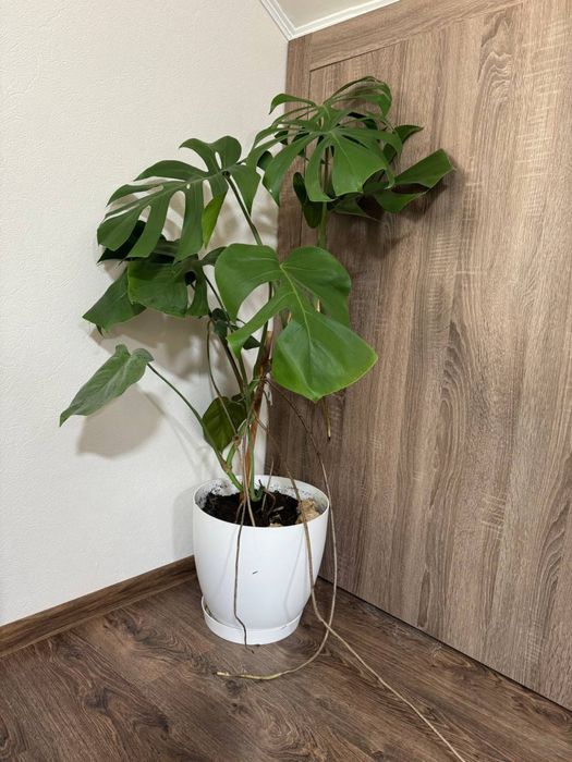 Вазон Монстера