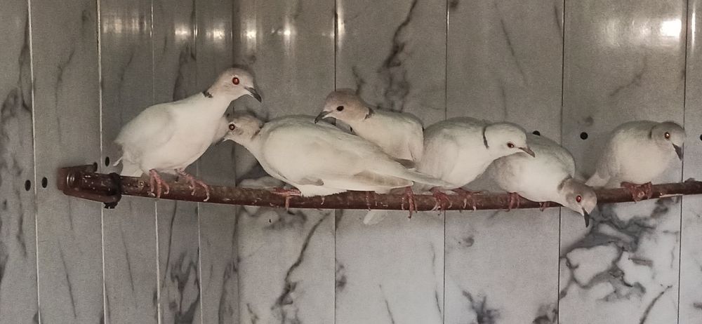 Cukrówki szarogłowe