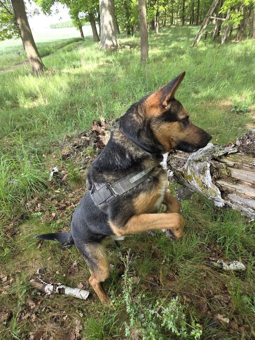 Zorro szuka domu