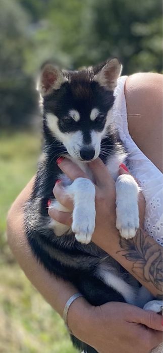 Аляскінський клі кай (міні хаскі)