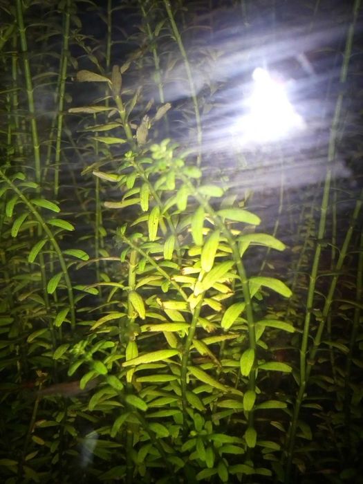 Rośliny akwariowe: bacopa, kryptokoryna, mech i limnodium gąbczaste