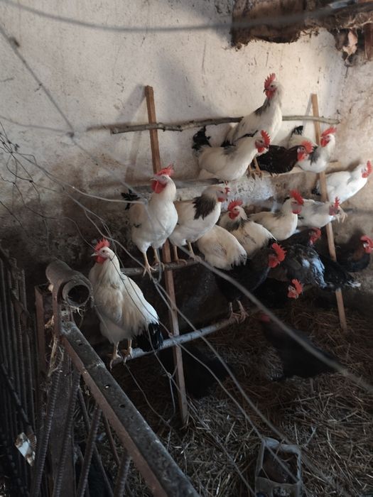 Sprzedam młode koguty