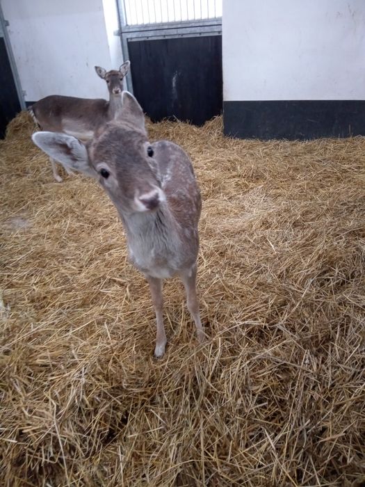 Daniel młody samiec