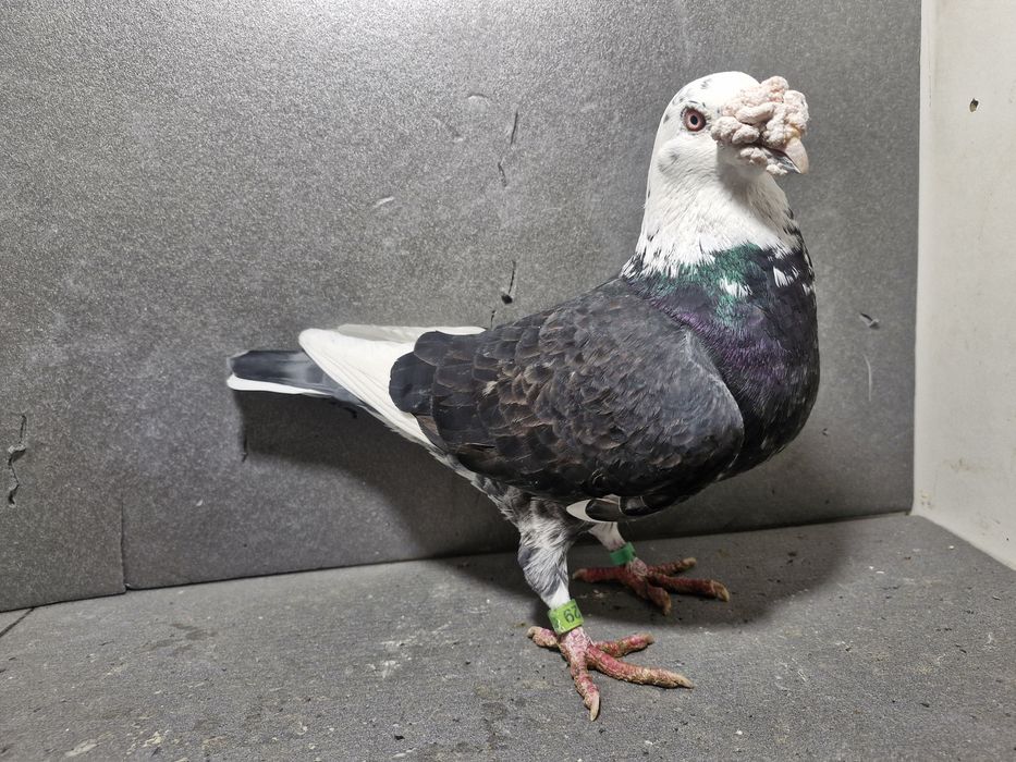 Gołębie staropolskie