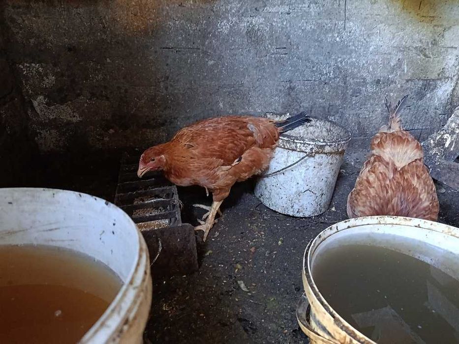 Продам кур - несушек и мясо-яичных пород. Одесса. Малиновский р-н