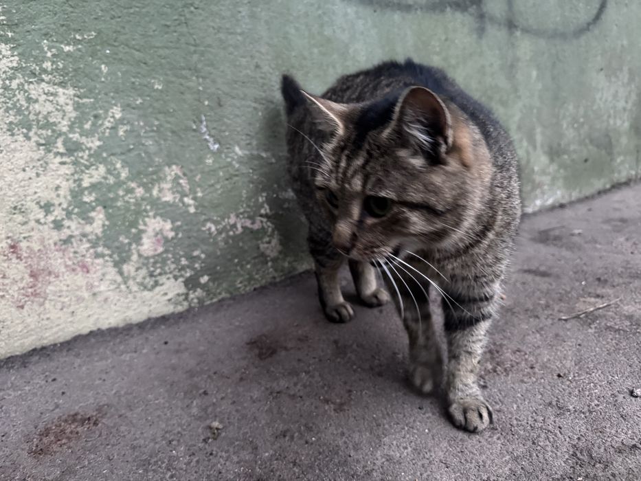 Шукаємо дім котам