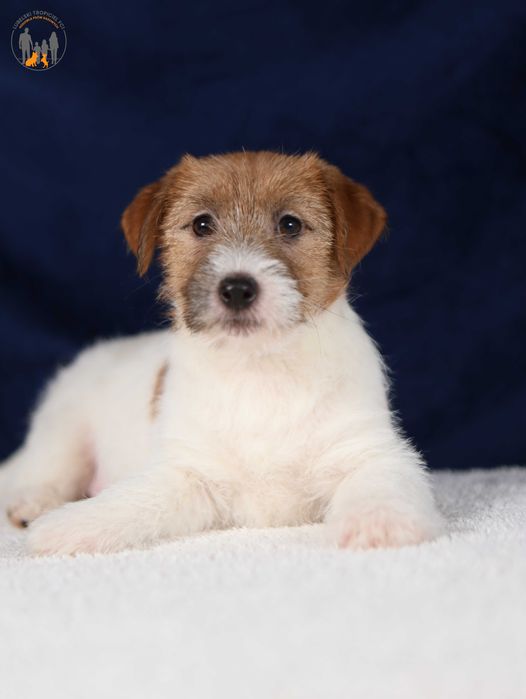 Jack Russell Terrier ZKwP FCI  (paszport) piesek po Championie